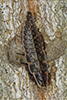 firefly (Pyractomena sp.)
