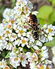 five-banded thynnid wasp