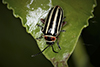 flea beetle (Disonycha uniguttata)