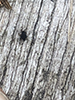 flea beetle (tribe Alticini)