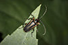 flower longhorn beetle (Brachysomida bivittata)