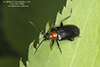flower longhorn beetle (Brachysomida nigripennis)