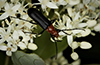 flower longhorn beetle (Grammoptera)