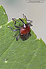 flower weevil (Madarellus undulatus)