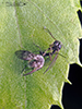 fly (order Diptera)