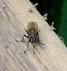 fly (Order Diptera)