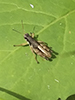 forest locust