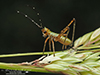 fork-tailed bush katydid