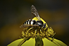 four-banded stink bug hunter wasp