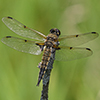 four-spotted skimmer