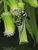 fraternal potter wasp