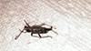 fulminating long-horned beetle