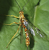 Greene’s giant ichneumonid wasp
