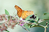 Gulf fritillary