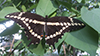 giant swallowtail
