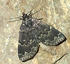 glossy black idia moth