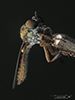 gnat ogre (Holcocephala abdominalis)