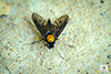 golden-backed snipe fly