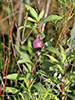 goldenrod gall fly