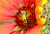 goldenrod soldier beetle