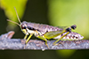 graceful grasshopper