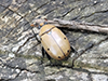 grapevine beetle