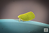 green cone-headed planthopper