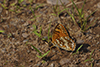 Harris’ checkerspot