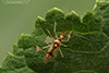 Hart’s hyaline plant bug