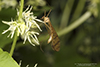 hangingfly (Bittacus sp.)