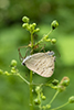 hickory hairstreak