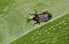 hispine leaf beetle (Microrhopala xerene)