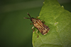 hispine leaf beetle (Sumitrosis inaequalis)