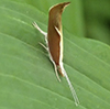 honeysuckle moth