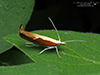 honeysuckle moth