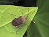 horned squash bug