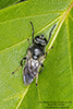 hoverfly (Xylota sp.)