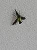 hunchback bee fly