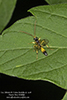 ichneumonid wasp (Cosmoconus sp.)