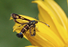 Ithaca clearwing moth