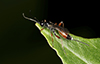 ichneumonid wasp (Aritranis director)