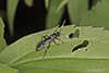 ichneumon wasp (Vulgichneumon brevicinctor)