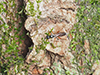 ichneumonid wasp (Subtribe Agrothereutina)