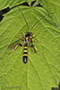 ichneumon wasp (Colpotrochia trifasciata)