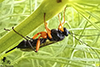 ichneumonid wasp (Pimpla pedalis)