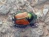 Japanese beetle