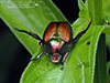 Japanese beetle