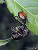 Japanese beetle