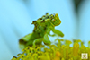 jagged ambush bug (Phymata sp.)