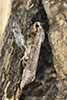 knot-horn moth (Tribe Phycitini)